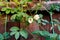 Group of blooming rare double petaled, snow white butterfly pea vine on green trellis netting near stain wooden fence at backyard