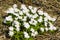 Group of blooming Rue Anemone flowers.