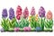 Group of Blooming Spring Beautiful Colorful Hyacinths Flowers Plant in Row Watercolor - Generative AI