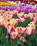 Group of blooming tulips