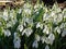 Group of blooming white early spring Snowdrops