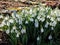 Group of blooming white early spring Snowdrops in the garden with backlight