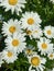 A group of blooming wild daisy