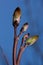 Group of blossoming buds of canadian maple. Acer nigrum or black maple