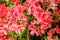 Group Blossoming red azalea flowers in summer,Japan
