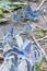 Group of blue butterflies on sand trail