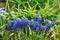 A group of blue flowers of grape hyacinth in the spring