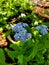 Group of blue forget-me-nots