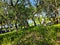 a group of blue vases sitting next to a lush green forest