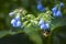 A group of blue wildflowers