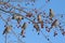 Group of Bohemian Waxwings