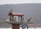 Group of bohemian waxwings on feeder in winter