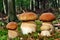 Group boletus