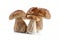 Group boletus mushroom isolated on white background.Boletus mushrooms, Porcini Mushroom, Forest, Edible Mushroom