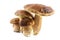 Group boletus mushroom isolated on white background.Boletus mushrooms, Porcini Mushroom, Forest, Edible Mushroom