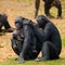 Group of Bonobos. Democratic Republic of Congo. Lola Ya BONOBO National Park.