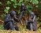 Group of Bonobos. Democratic Republic of Congo. Lola Ya BONOBO National Park.