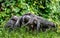 Group of bonobos on green natural background.