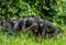 Group of bonobos on green natural background.