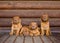 Group Bordeaux puppy dog sitting in front view near wood wall