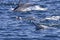 Group of bottlenose dolphins - Oman