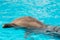 A group of bottlenose dolphins performing a swimming in the pool