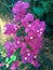 Group of bougainvillea flowers