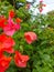 a group of bougainvillea with pink blooms that get wet after it rains