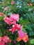 a group of bougainvillea with pink blooms that get wet after it rains