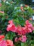 a group of bougainvillea with pink blooms that get wet after it rains