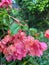 a group of bougainvillea with pink blooms that get wet after it rains