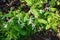 Group Bowmanâ€™s Root flowersâ€“ Porteranthus trifoliatus