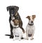 Group of Boxer, Jack russell, crossbreed