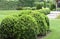 Group of boxwood plants in beautiful garden.