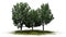 A group of Bradford Pear Trees on a green area on white background