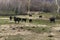 Group of brave black cows grazing in a field in Extremadura horizontal