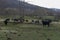 Group of brave black cows grazing in a field with fallen trees at sunset in Extremadura horizontal