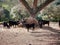 Group of brave bull calves, black and red, with small horns, next to a mountain of grass in the middle of the field. Concept