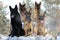 Group breed German Shepherd sitting