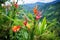 a group of bright, tropical flowers on a lush hillside