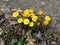 A group of bright yellow coltsfoot flowers emerging in spring