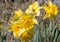 A group of bright yellow daffodil flowers, Narcissus, blooming in the spring sunshine