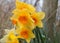 A group of bright yellow daffodil flowers, Narcissus, blooming in the spring sunshine, close-up