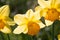 A group of bright yellow daffodil flowers, Narcissus, blooming in the spring sunshine, close-up