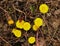 Group of bright yellow flowers of coltsfoot plant in spring.