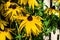 Group of bright yellow flowers of Rudbeckia, commonly known as coneflowers or black eyed susans, in a sunny summer garden, beautif
