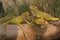 A group of bright yellow iguanas are sunbathing.