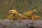 A group of bright yellow iguanas are sunbathing.