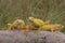 A group of bright yellow iguanas are sunbathing.