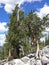 Group of Bristlecone Pines in the Great Basin National Park, NV